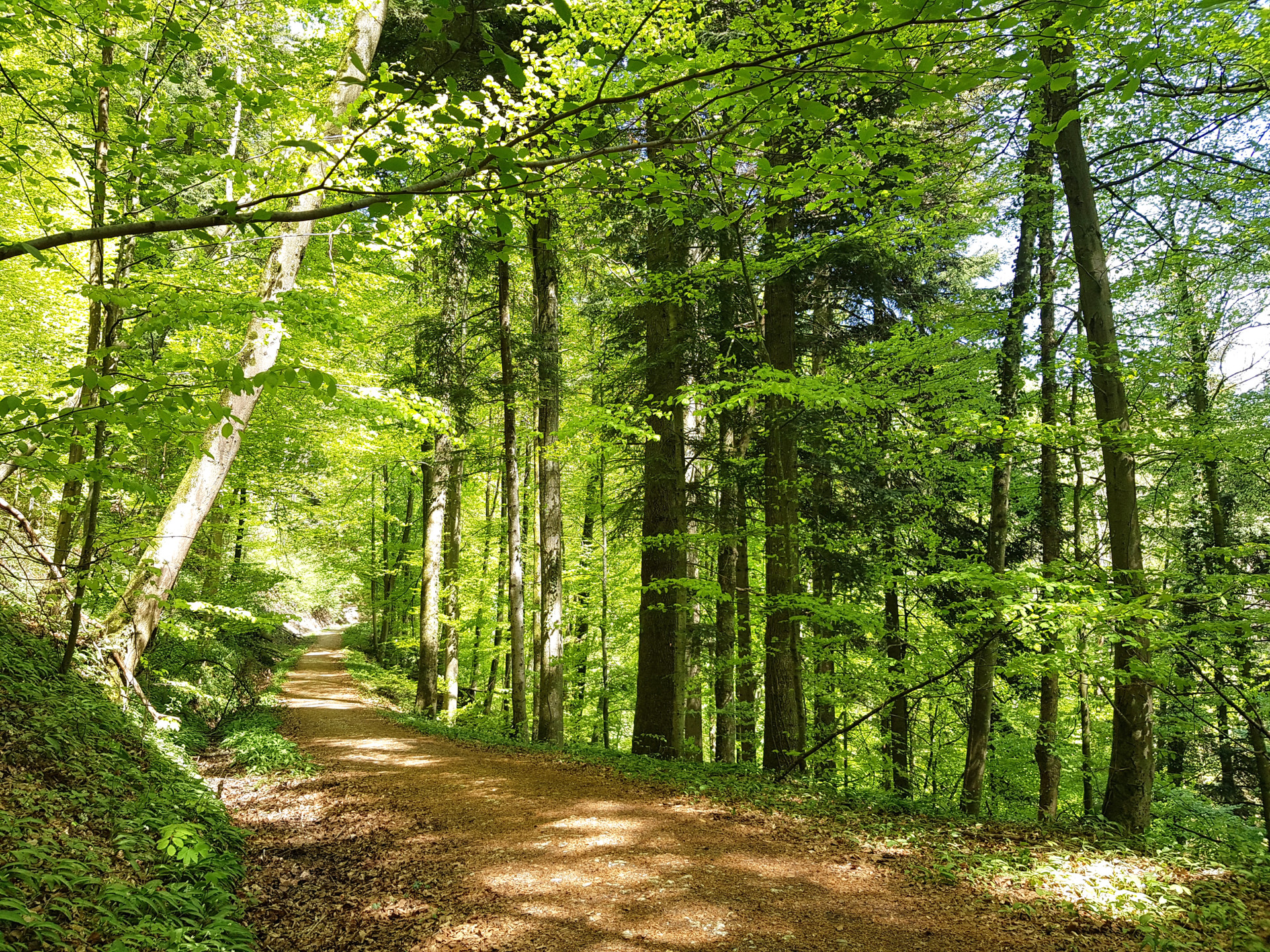 Wald Das Waldkonzept dient dem klaren und sicheren Umgang im Wald. Wir besuchen regelmässig den Wald und geben den Kindern die Möglichkeit Naturerlebnisse zu sammeln.